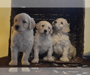 Goldendoodle Litter for sale in GAINESVILLE, GA, USA