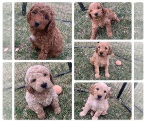 Goldendoodle (Miniature) Litter for sale in BLOOMINGTON, IL, USA
