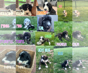 Saint Berdoodle Litter for sale in BARGERSVILLE, IN, USA