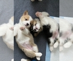 Small Pembroke Welsh Corgi