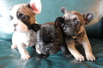 Small Photo #1 French Bulldog Puppy For Sale in EVERETT, WA, USA