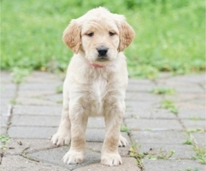 Goldendoodle Litter for sale in ALBANY, OR, USA