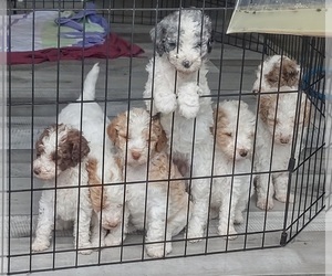Labradoodle Litter for sale in MISHAWAKA, IN, USA