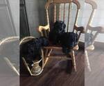 Small Photo #1 Bernedoodle Puppy For Sale in ADAIRVILLE, KY, USA