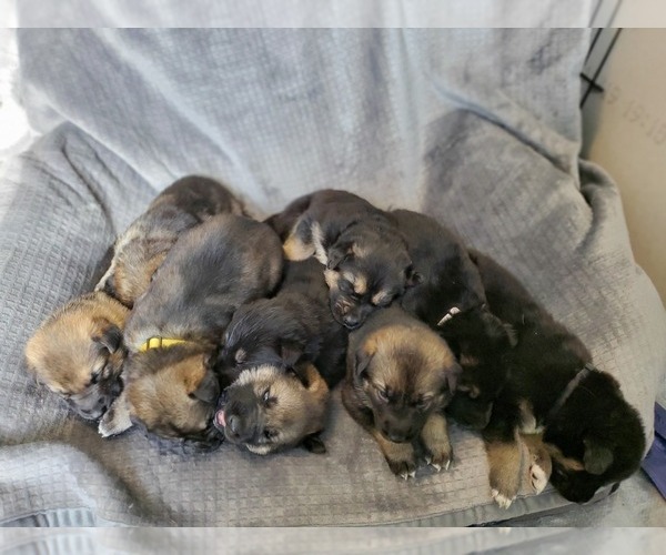 Medium Photo #1 German Shepherd Dog-Siberian Husky Mix Puppy For Sale in CANISTEO, NY, USA