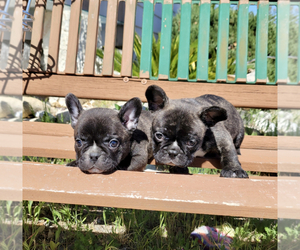 French Bulldog Litter for sale in SANTA CLARITA, CA, USA