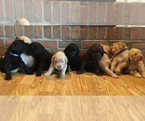 Labradoodle Litter for sale in COLUMBUS, OH, USA