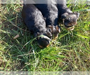 Yorkshire Terrier Litter for sale in LA FAYETTE, GA, USA