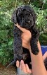 Small Photo #1 Goldendoodle Puppy For Sale in VERO BEACH, FL, USA