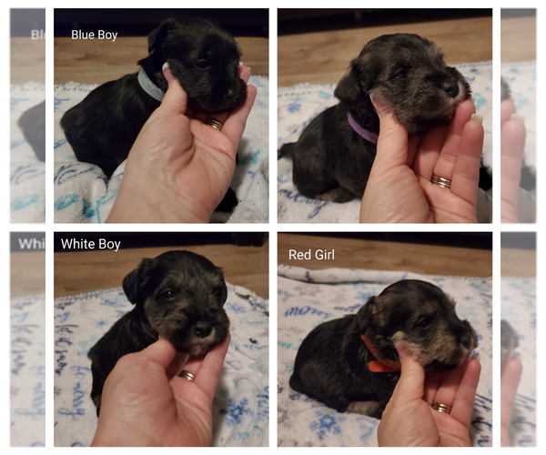Medium Photo #1 Schnauzer (Miniature) Puppy For Sale in LYNCHBURG, VA, USA