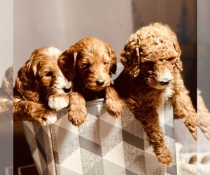 Goldendoodle Litter for sale in SPOKANE, WA, USA