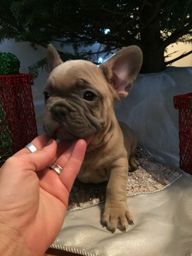 Medium Photo #1 French Bulldog Puppy For Sale in ORRTANNA, PA, USA