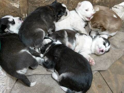 Medium Photo #1 Siberian Husky Puppy For Sale in ELLENDALE, MN, USA