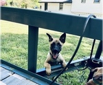 Small Photo #1 Belgian Malinois Puppy For Sale in CARROLLTON, GA, USA