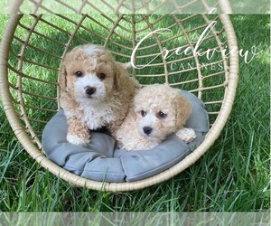 Poochon Litter for sale in NIANGUA, MO, USA