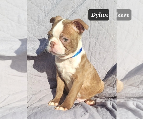 Medium Photo #1 Boston Terrier Puppy For Sale in POMEROY, OH, USA