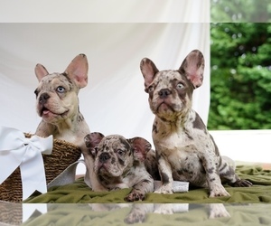 French Bulldog Litter for sale in BOTHELL, WA, USA