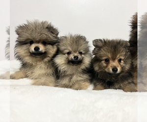 Pomeranian Litter for sale in CHICAGO, IL, USA