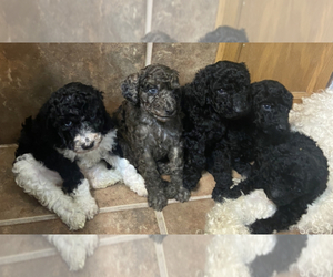 Poodle (Standard) Litter for sale in PARAGOULD, AR, USA
