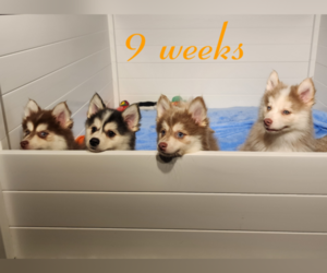 Pomsky Litter for sale in RAMONA, CA, USA