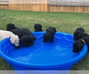Labradoodle Litter for sale in KYLE, TX, USA