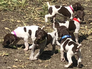 German Shorthaired Pointer Litter for sale in PERRY, KS, USA