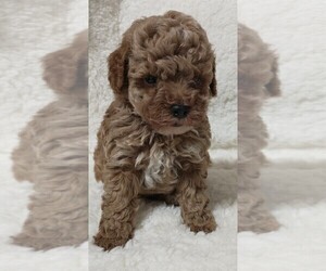 Poodle (Toy) Litter for sale in MAGNOLIA, NC, USA
