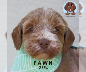 Australian Labradoodle Litter for sale in HOLLYWOOD, FL, USA