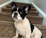 Small Photo #1 French Bulldog Puppy For Sale in WEST COLUMBIA, SC, USA