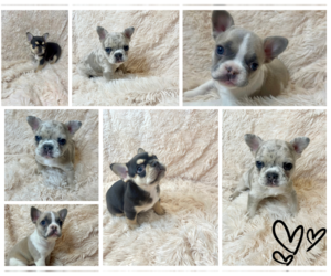 French Bulldog Litter for sale in KISSIMMEE, FL, USA