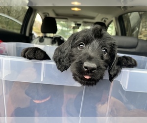 Labradoodle Litter for sale in FAIRVIEW, NC, USA