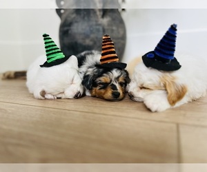 Aussiedoodle-Miniature Australian Shepherd Mix Litter for sale in ALPINE, UT, USA