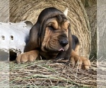 Small Bloodhound