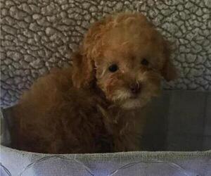 Poodle (Toy) Litter for sale in BLOUNTVILLE, TN, USA