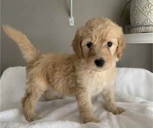 Labradoodle Litter for sale in DUNN, NC, USA