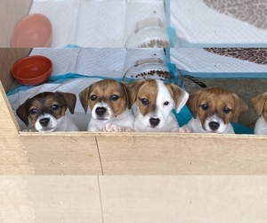 Jack Russell Terrier Litter for sale in FERN CREEK, KY, USA