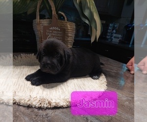 Chinese Shar-Pei-German Shepherd Dog Mix Litter for sale in BLOSSVALE, NY, USA