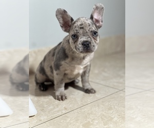 French Bulldog Litter for sale in EMPIRE STATE, NY, USA