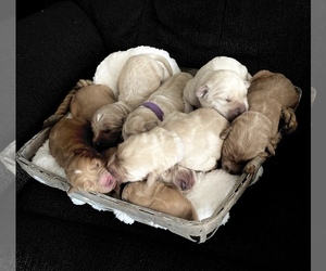 Goldendoodle Litter for sale in PLAINFIELD, CT, USA