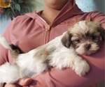 Small Shih Tzu