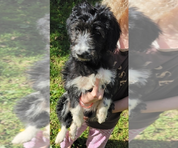 Medium Photo #1 Bordoodle Puppy For Sale in CHAPIN, SC, USA