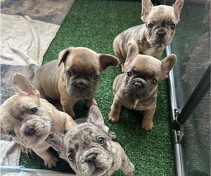 French Bulldog Litter for sale in MIAMI, FL, USA