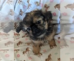 Small Photo #1 Shih Tzu Puppy For Sale in WASHBURN, MO, USA