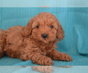 Poodle (Miniature) Litter for sale in GREENWOOD, WI, USA