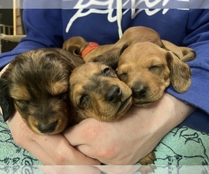 Dachshund Litter for sale in COMMERCE CITY, CO, USA