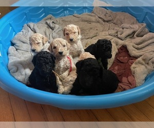 Goldendoodle Litter for sale in ASHEVILLE, NC, USA