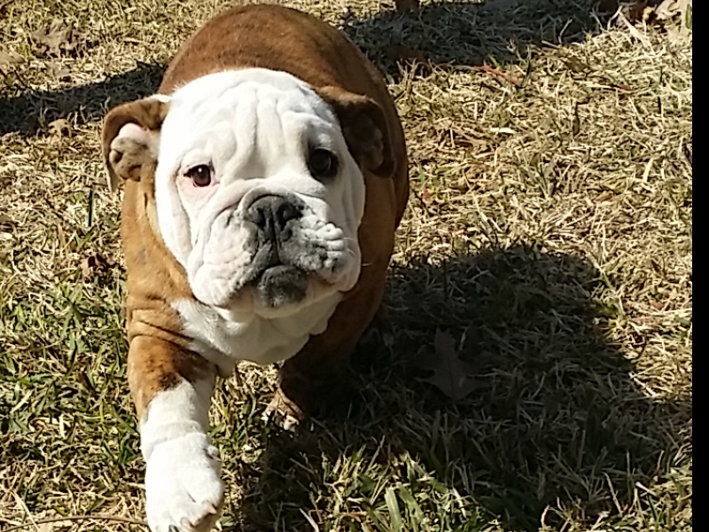 Medium Photo #1 Bulldog Puppy For Sale in ROCKWALL, TX, USA