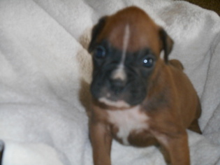 Boxer Litter for sale in EATON, CO, USA
