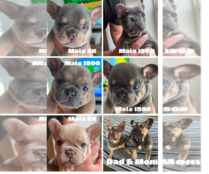 French Bulldog Litter for sale in PASO ROBLES, CA, USA