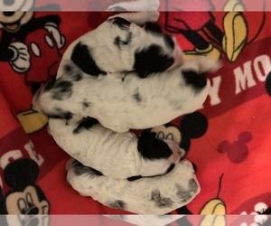 Cocker Spaniel Litter for sale in CROSS TIMBERS, MO, USA